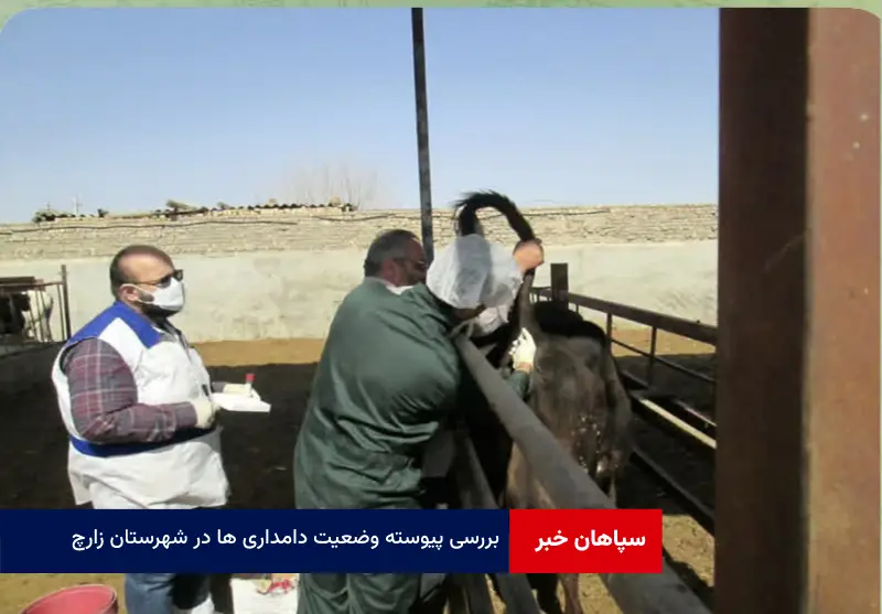 بررسی پیوسته وضعیت دامداری ها در شهرستان زارچ