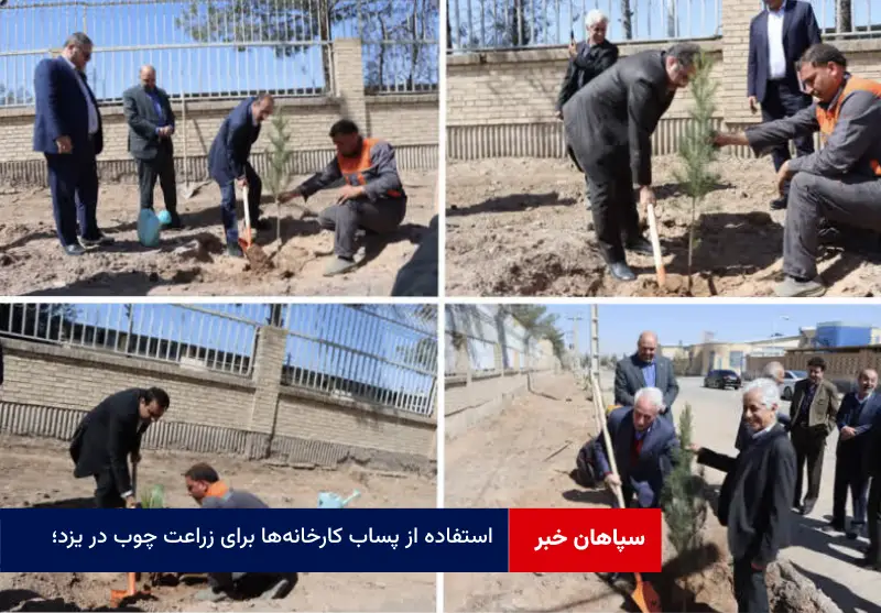 استفاده از پساب کارخانه‌ها برای زراعت چوب در یزد؛ گامی به سوی توسعه پایدار