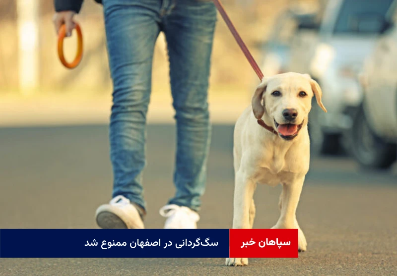 طرح ضربتی برای حفظ حقوق شهروندان و ارتقاء بهداشت عمومی سگ‌گردانی در اصفهان ممنوع شد