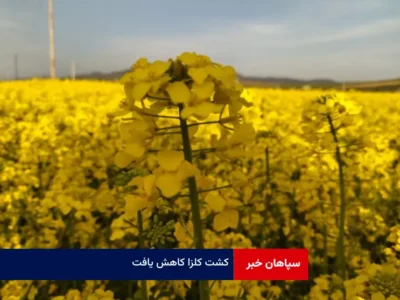 کشت کلزا کاهش یافت
