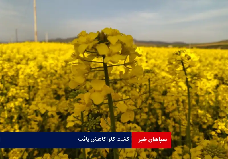 کشت کلزا کاهش یافت