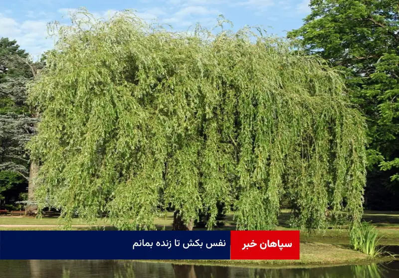 نفس بکش تا زنده بمانم