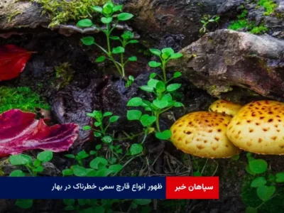 ظهور انواع قارچ سمی خطرناک در بهار