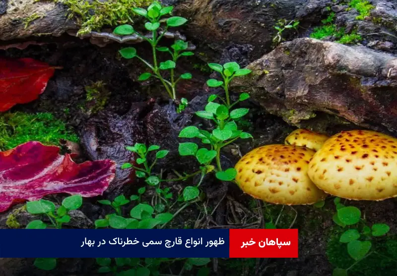 ظهور انواع قارچ سمی خطرناک در بهار