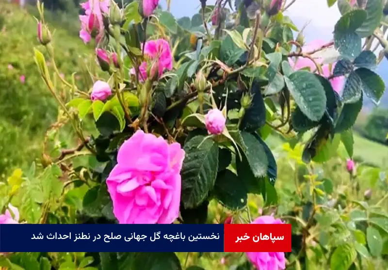 نخستین باغچه گل جهانی صلح در نطنز احداث شد