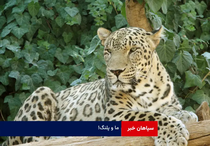 ما و پلنگ!