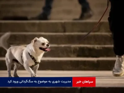 مدیریت شهری به موضوع سگ‌گردانی ورود کرد