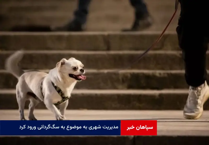 مدیریت شهری به موضوع سگ‌گردانی ورود کرد