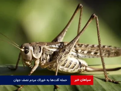 حمله آفت‌ها به خوراک مردم نصف جهان