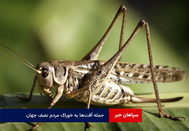 حمله آفت‌ها به خوراک مردم نصف جهان