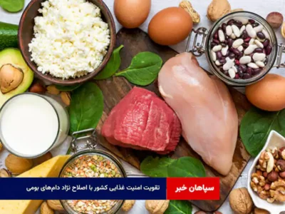 تقویت امنیت غذایی کشور با اصلاح نژاد دام‌های بومی  