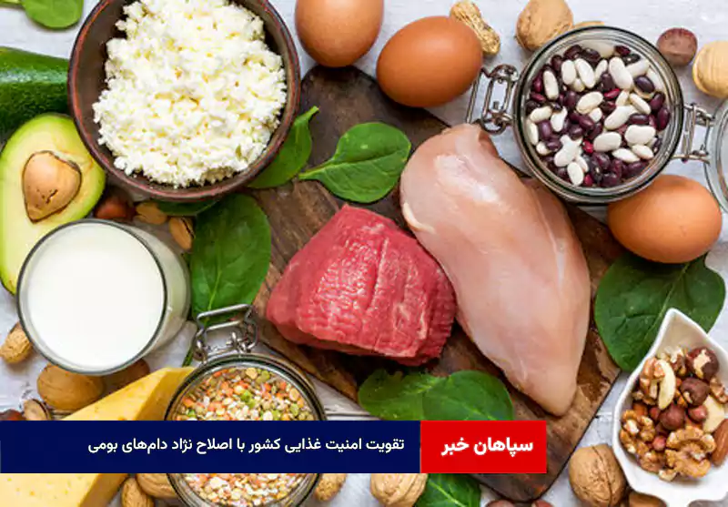 تقویت امنیت غذایی کشور با اصلاح نژاد دام‌های بومی  