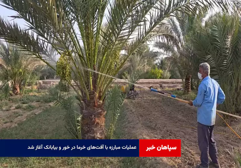 عملیات مبارزه با آفت‌های خرما در خور و بیابانک آغاز شد