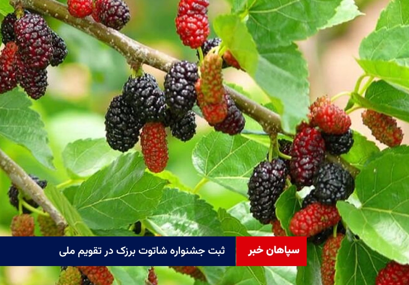 ثبت جشنواره شاتوت برزک در تقویم ملی رویدادهای گردشگری کشور