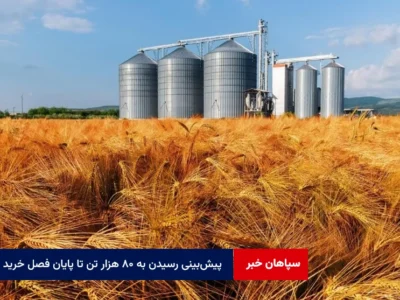 پیش‌بینی رسیدن به ۸۰ هزار تن تا پایان فصل خرید