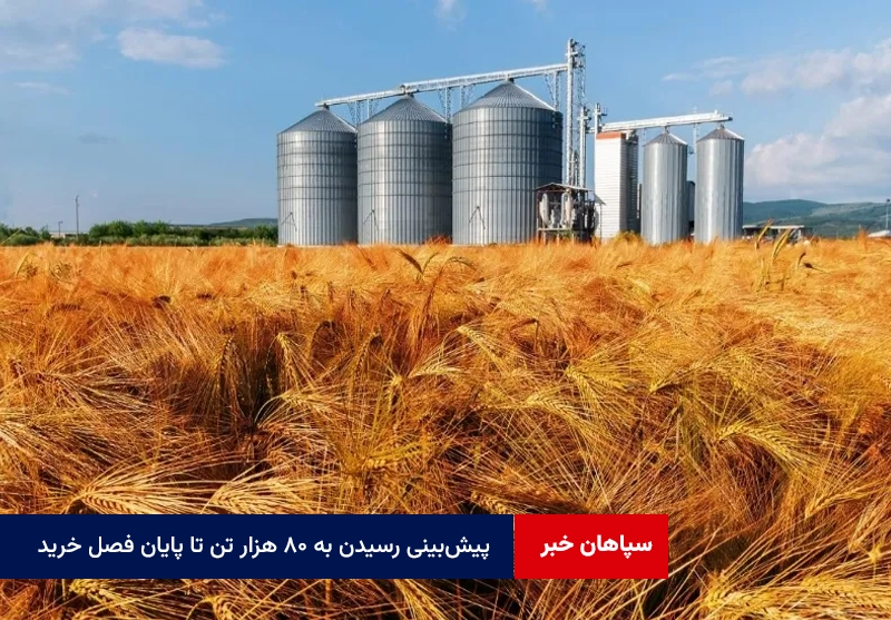 پیش‌بینی رسیدن به ۸۰ هزار تن تا پایان فصل خرید