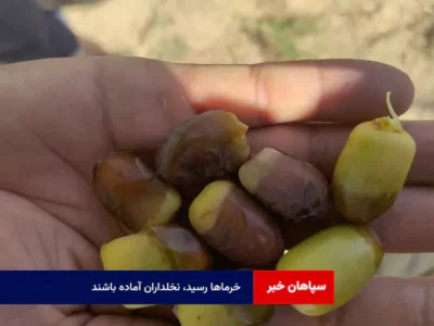 خرماها رسید، نخلداران آماده باشند