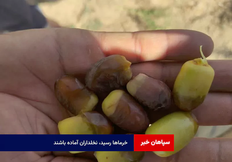 خرماها رسید، نخلداران آماده باشند