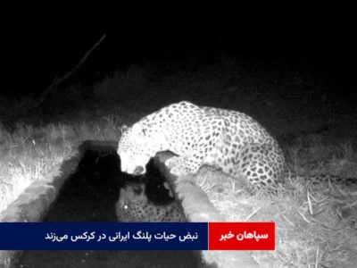 نبض حیات پلنگ ایرانی در کرکس می‌زند