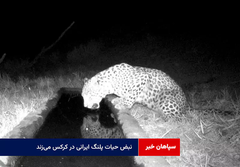 نبض حیات پلنگ ایرانی در کرکس می‌زند