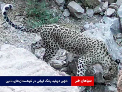 ظهور دوباره پلنگ ایرانی در کوهستان‌های نائین