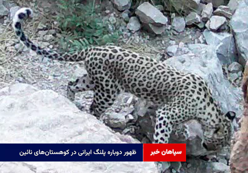 ظهور دوباره پلنگ ایرانی در کوهستان‌های نائین
