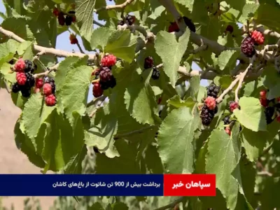 برداشت بیش از ۹۰۰ تن شاتوت از باغ‌های کاشان