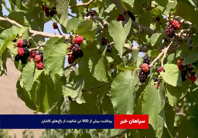 برداشت بیش از ۹۰۰ تن شاتوت از باغ‌های کاشان
