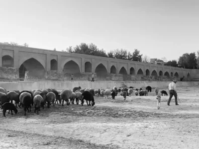 کارکرد جدید رودخانه زاینده‌رود چرای گوسفندان + فیلم