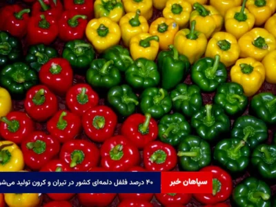 ۴۰ درصد فلفل دلمه‌ای کشور در تیران و کرون تولید می‌شود