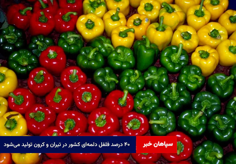 ۴۰ درصد فلفل دلمه‌ای کشور در تیران و کرون تولید می‌شود