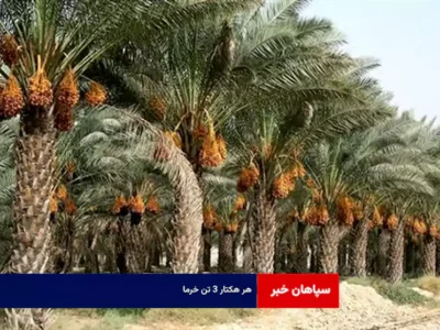 هر هکتار ۳ تن خرما