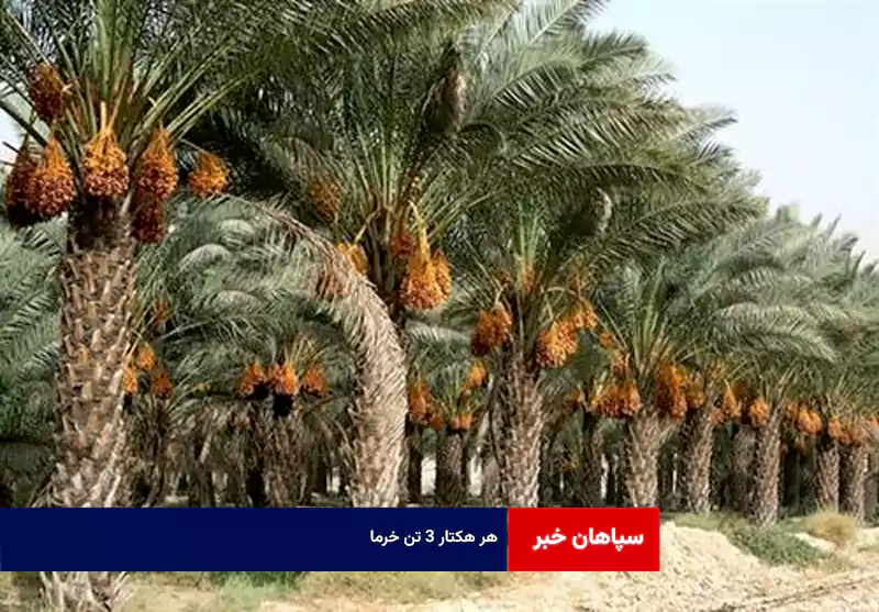 هر هکتار ۳ تن خرما