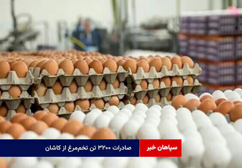صادرات ۳۲۰۰ تن تخممرغ از کاشان
