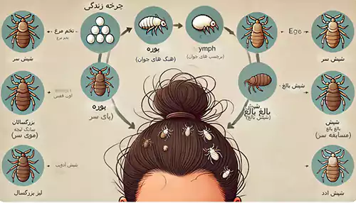 شپش پولدار و بی‌پول ، ایرانی و خارجی نمی‌شناسد