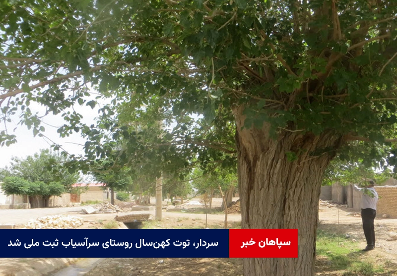 سردار، توت کهن‌سال روستای سرآسیاب ثبت ملی شد