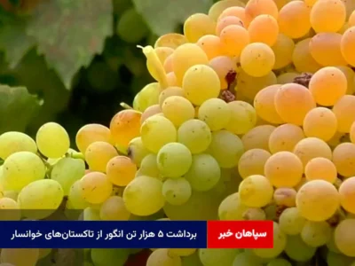 برداشت ۵ هزار تن انگور از تاکستان‌های خوانسار