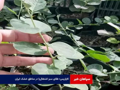 کاپاریس؛ طلای سبز اشتغال‌زا در مناطق خشک ایران