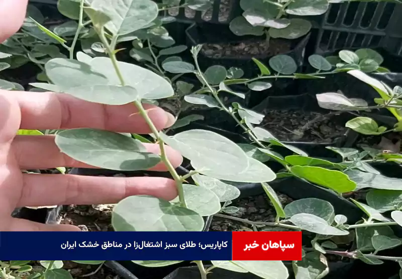 کاپاریس؛ طلای سبز اشتغال‌زا در مناطق خشک ایران