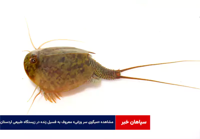 مشاهده «میگوی سر وزغی» معروف به فسیل زنده در زیستگاه طبیعی اردستان