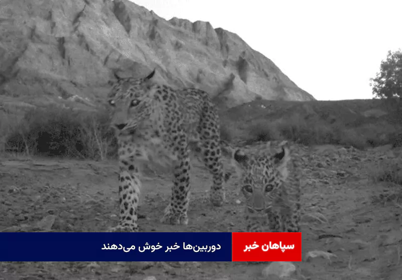 دوربین‌ها خبر خوش می‌دهند