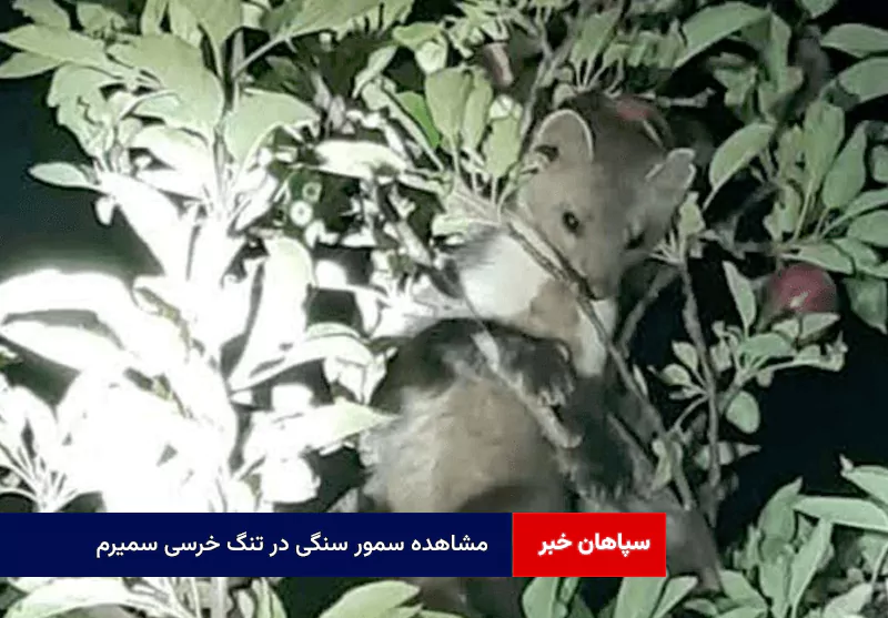 مشاهده سمور سنگی در تنگ خرسی سمیرم