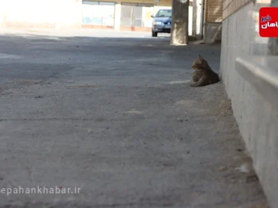 گربه منتظر عکس : احسان محمد پور