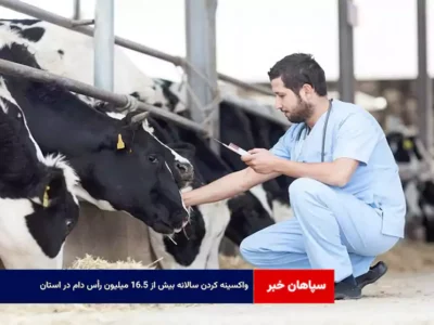واکسینه کردن سالانه بیش از ۱۶.۵ میلیون رأس دام در استان