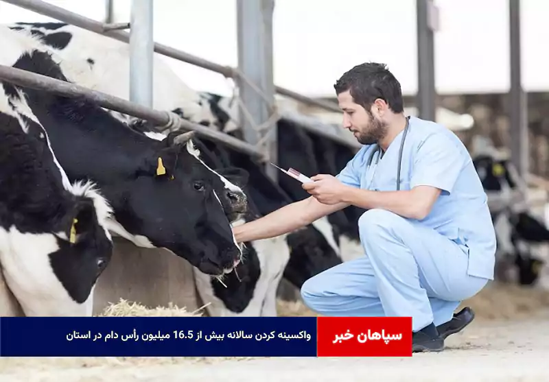 واکسینه کردن سالانه بیش از ۱۶.۵ میلیون رأس دام در استان