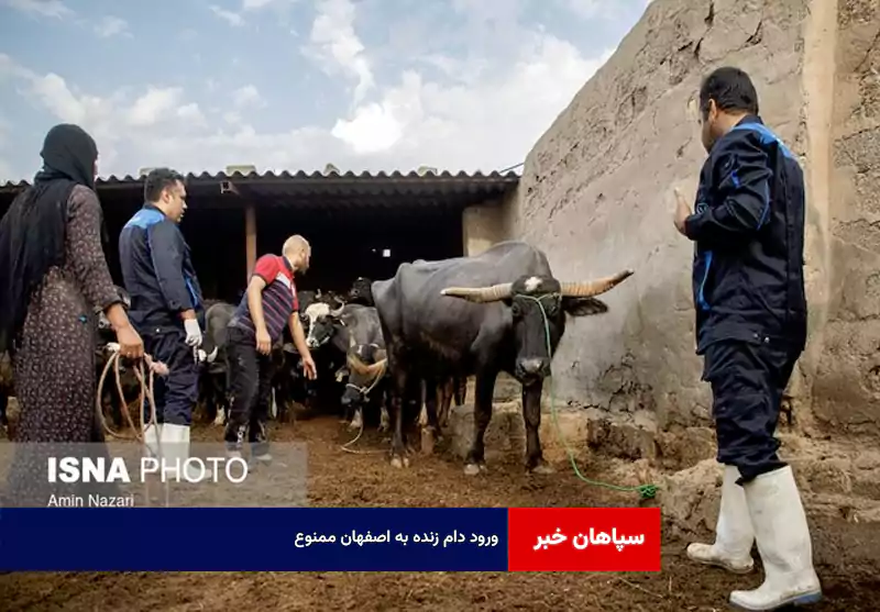 ورود دام زنده به اصفهان ممنوع