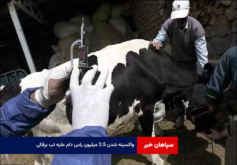 واکسینه شدن ۲.۵ میلیون راس دام علیه «تب برفکی»