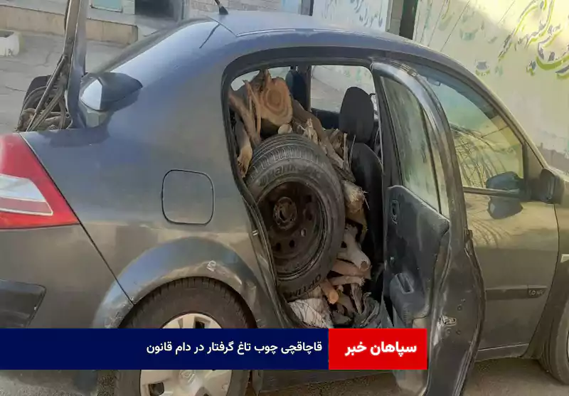 قاچاقچی چوب تاغ گرفتار در دام قانون