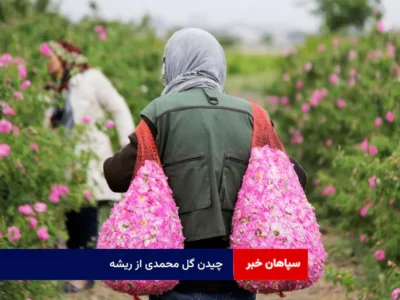 چیدن گل محمدی از ریشه