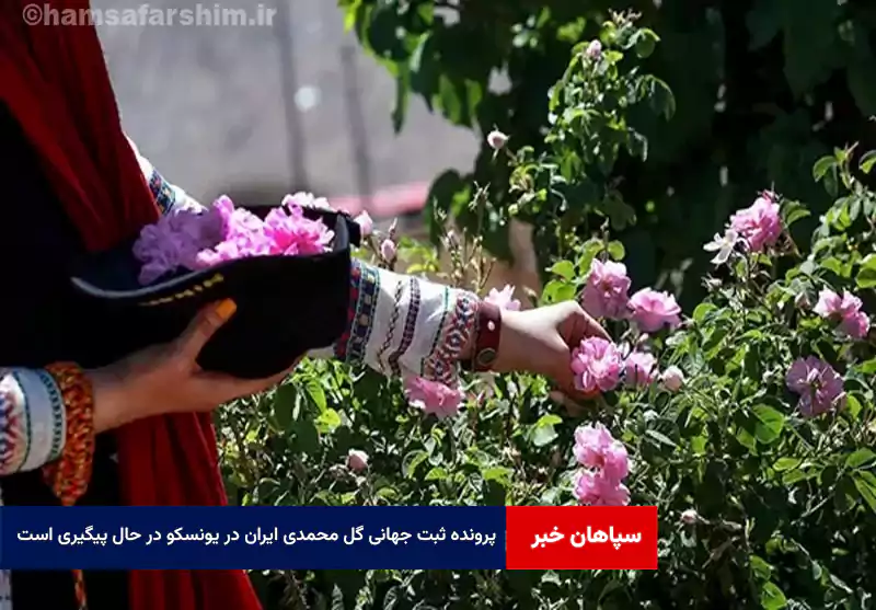 پرونده ثبت جهانی گل محمدی ایران در یونسکو در حال پیگیری است